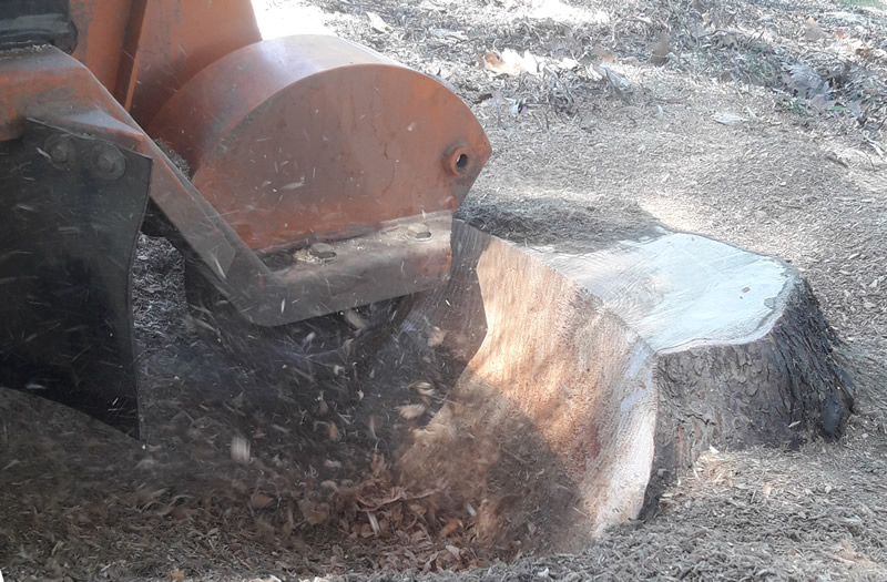 Tree Tamers Stump Grinding